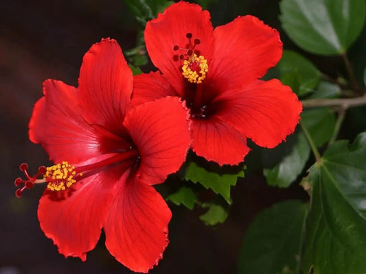 Hibiscus-Plant-Profile Bodhi Mama Botanicals