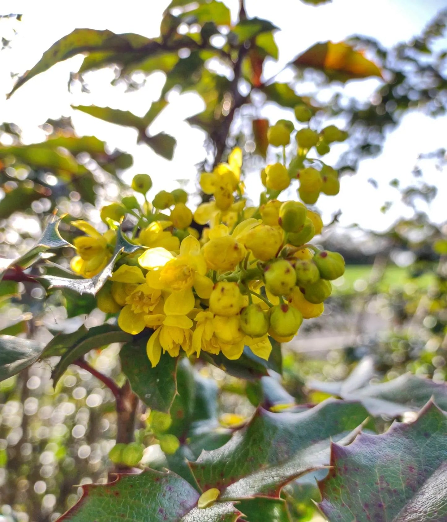 Oregon Grape Flower Essence || Confidence & Trust Bodhi Mama Botanicals