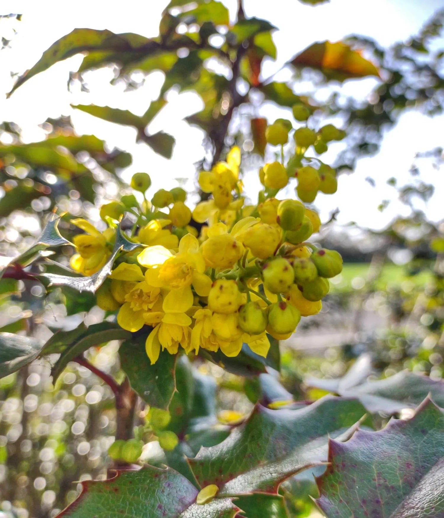 Oregon Grape Flower Essence || Confidence & Trust Bodhi Mama Botanicals