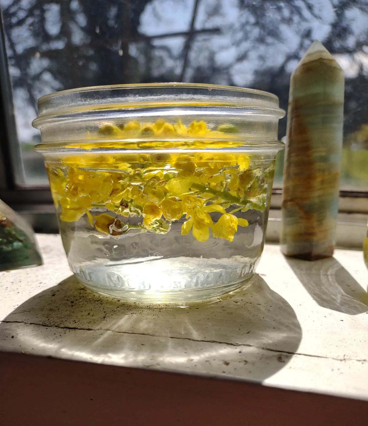 Oregon Grape Flower Essence || Confidence & Trust Bodhi Mama Botanicals