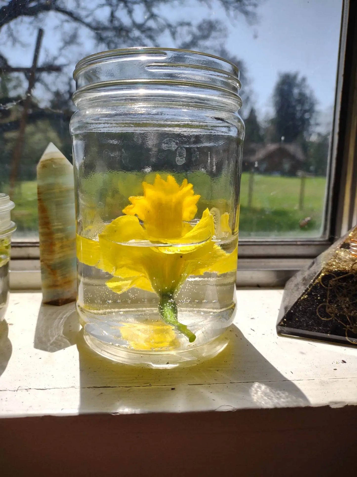 Daffodil Flower Essence || Sharing Authentic Light Bodhi Mama Botanicals