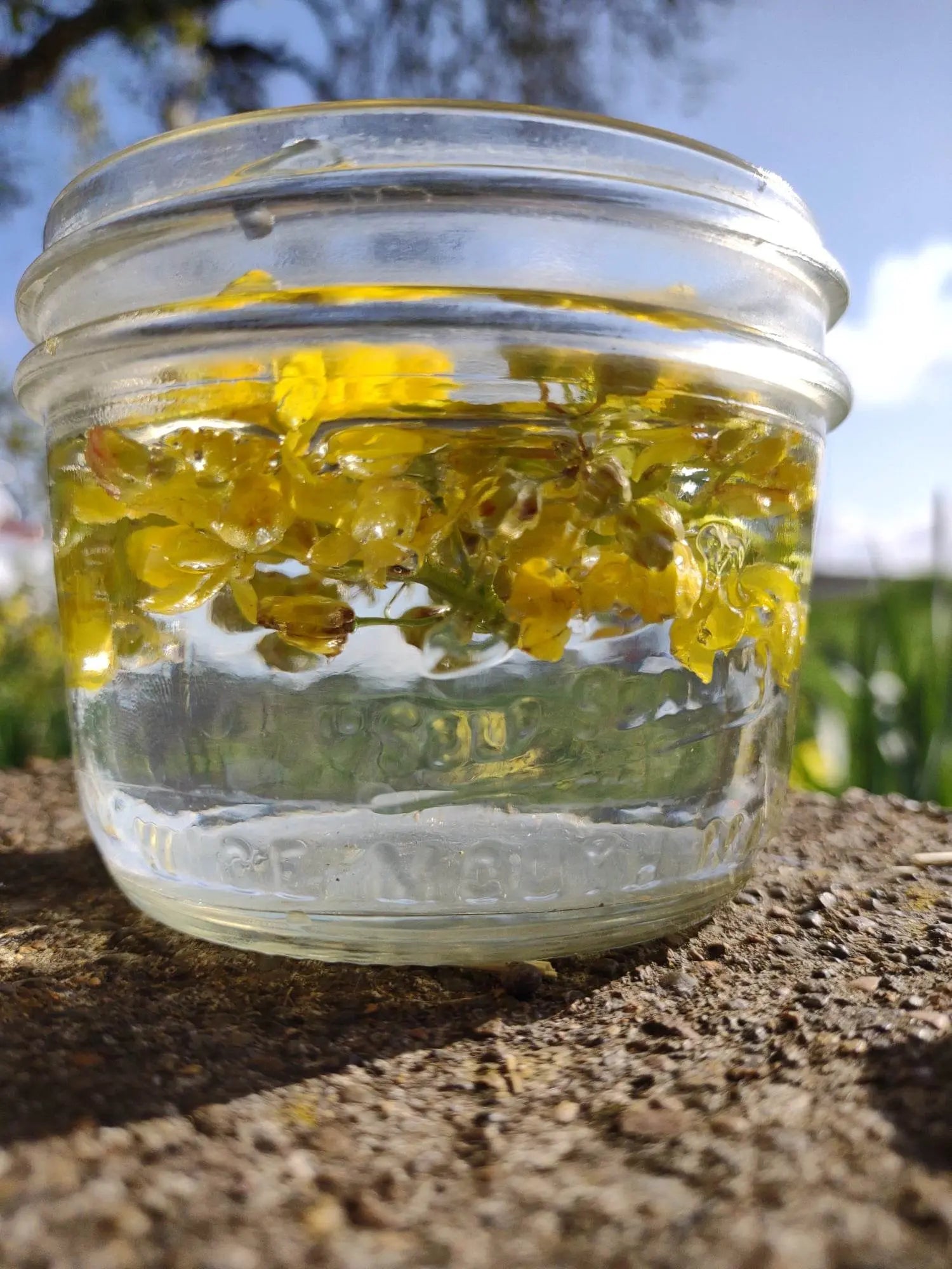 Oregon Grape Flower Essence || Confidence & Trust Bodhi Mama Botanicals