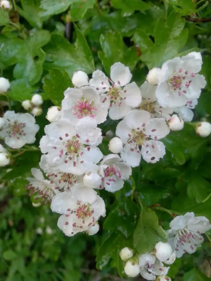 Hawthorn Flower Essence || Heals & Protects the Heart Bodhi Mama Botanicals