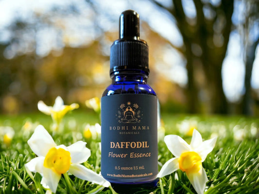 Daffodil Flower Essence || Sharing Authentic Light Bodhi Mama Botanicals