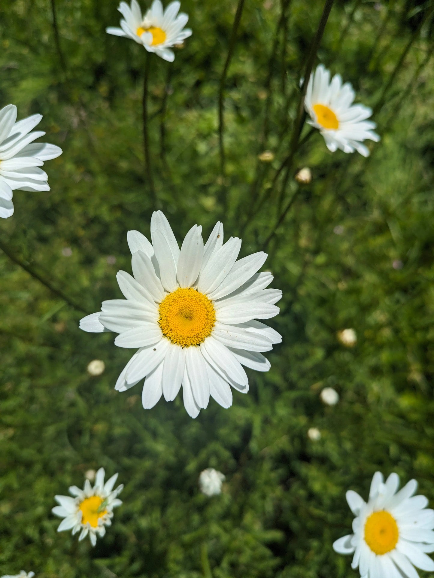 Shasta Daisy Flower Essence || Seeing the Big Picture Bodhi Mama Botanicals