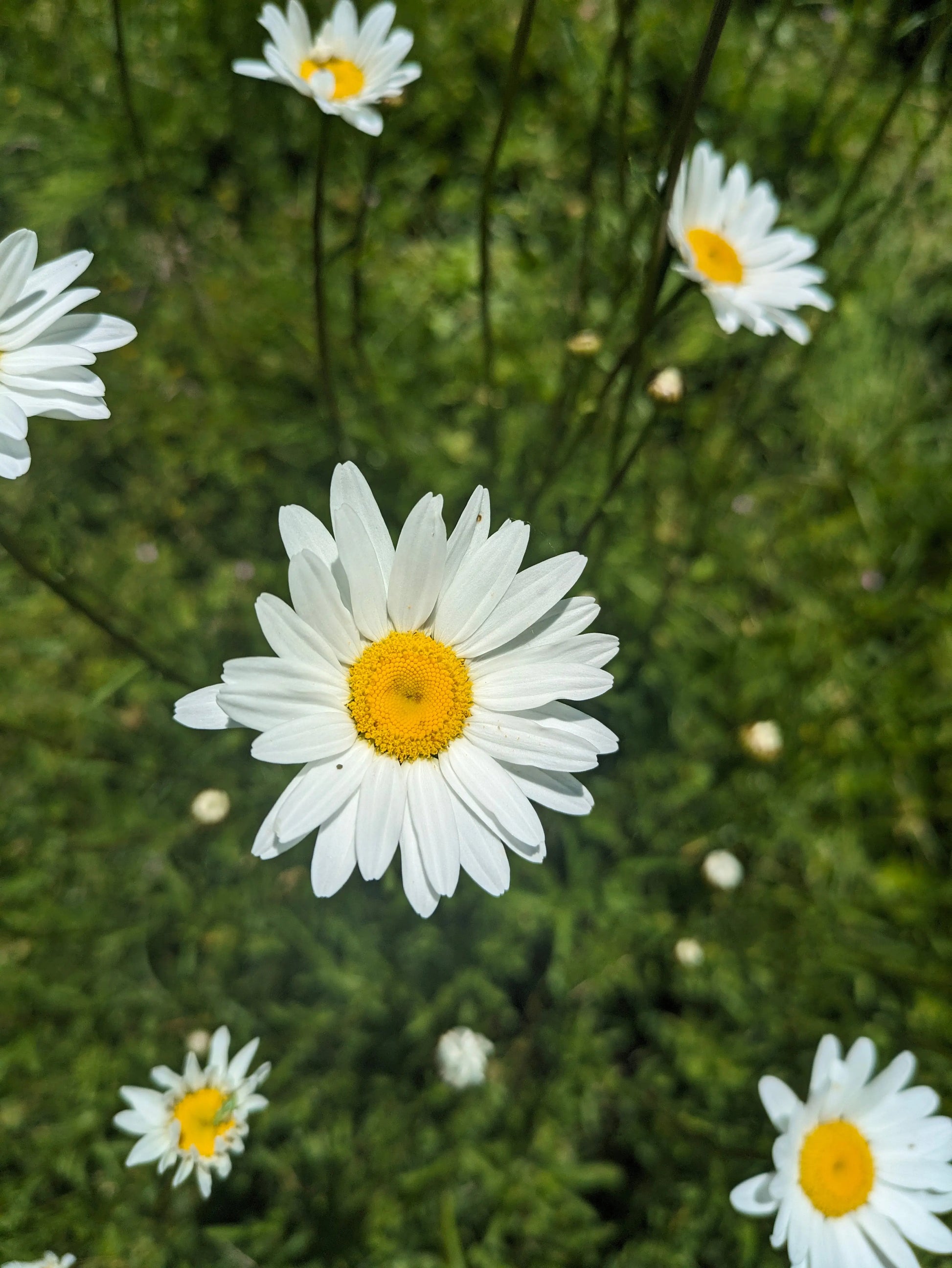 Shasta Daisy Flower Essence || Seeing the Big Picture Bodhi Mama Botanicals
