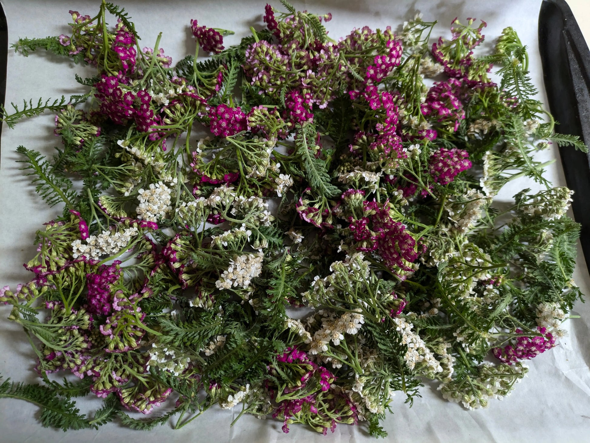 Muscle Rub Salve || Organic Skin Care || 2 oz Bodhi Mama Botanicals