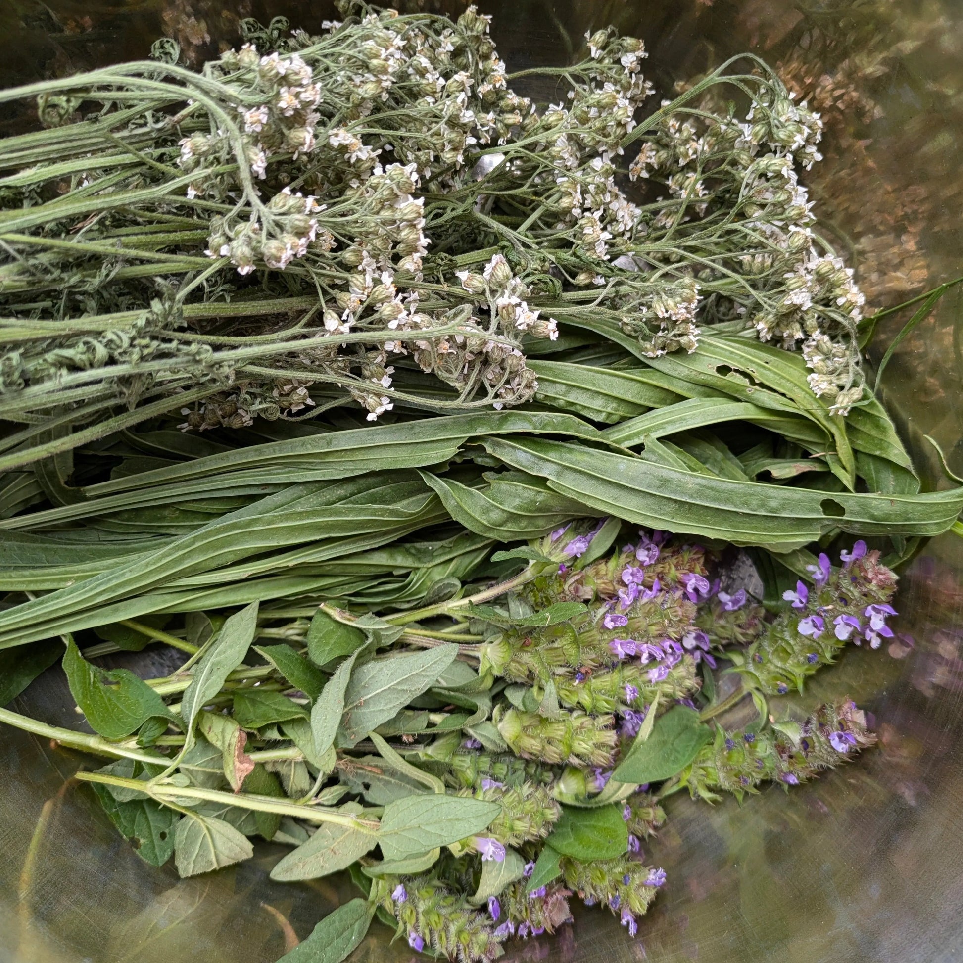 First Aid Salve || Organic Skincare || Kid Safe || 2 oz Bodhi Mama Botanicals