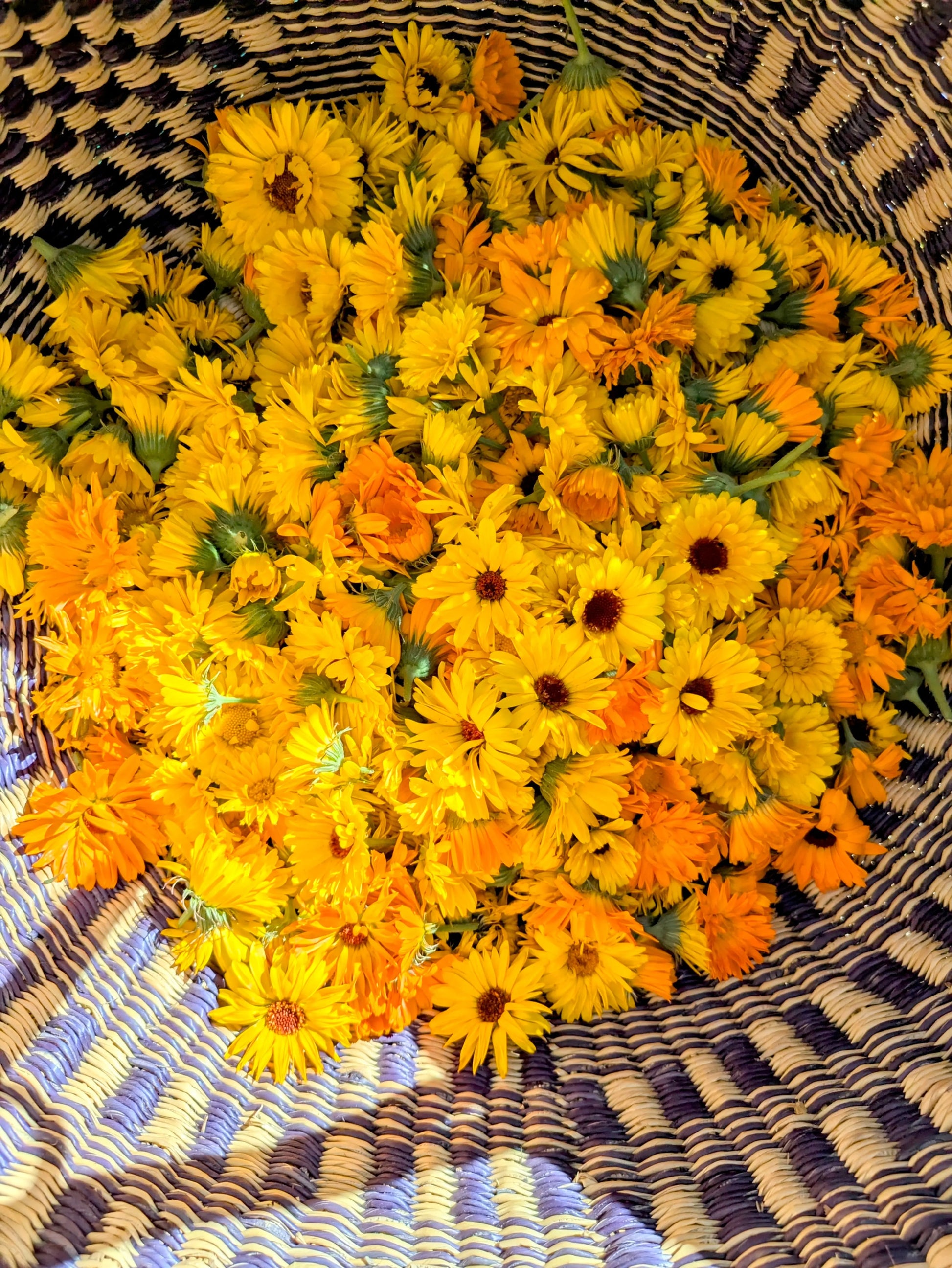 Calendula Salve || 2 oz Bodhi Mama Botanicals