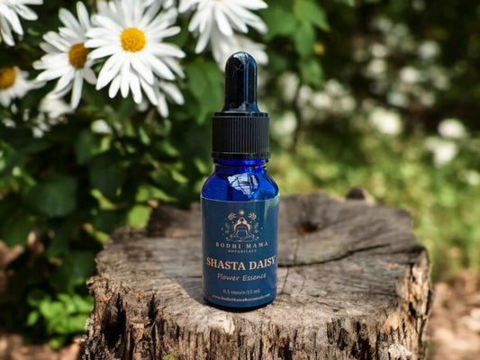 Shasta Daisy Flower Essence || Seeing the Big Picture Bodhi Mama Botanicals